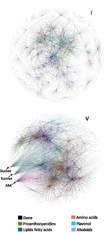 Open access visualization of Network, Pathway, Metabolic Regulatory Network, Metabolite Cluster