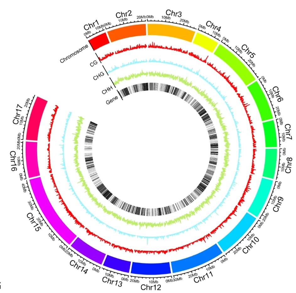 Open access visualization of Line Plot, Chromosome Locations, DNA Methylation Sites, Predicted Genes, DNA Methylation