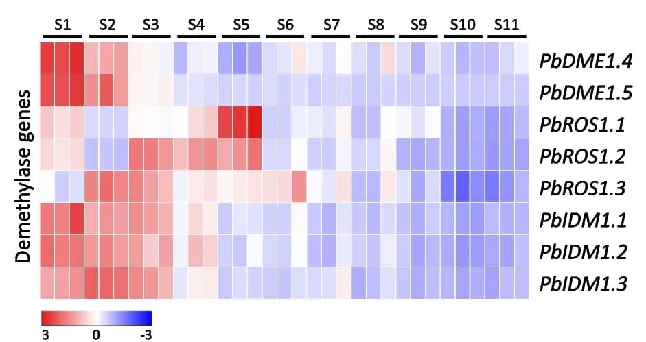 Open access visualization of Heatmap, Demethylase Genes, Fruit Flesh, Expression Patterns, Clustering Analysis