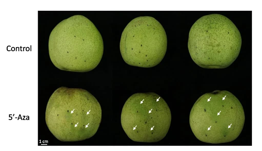 Open access visualization of Photo, Pear Fruit, Phenotype, 5'-Aza, Control