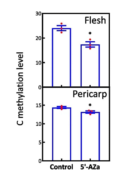 Open access visualization of Bar Plot, Error Bars, Clustered, Bisulfite Sequencing, 5'-Aza