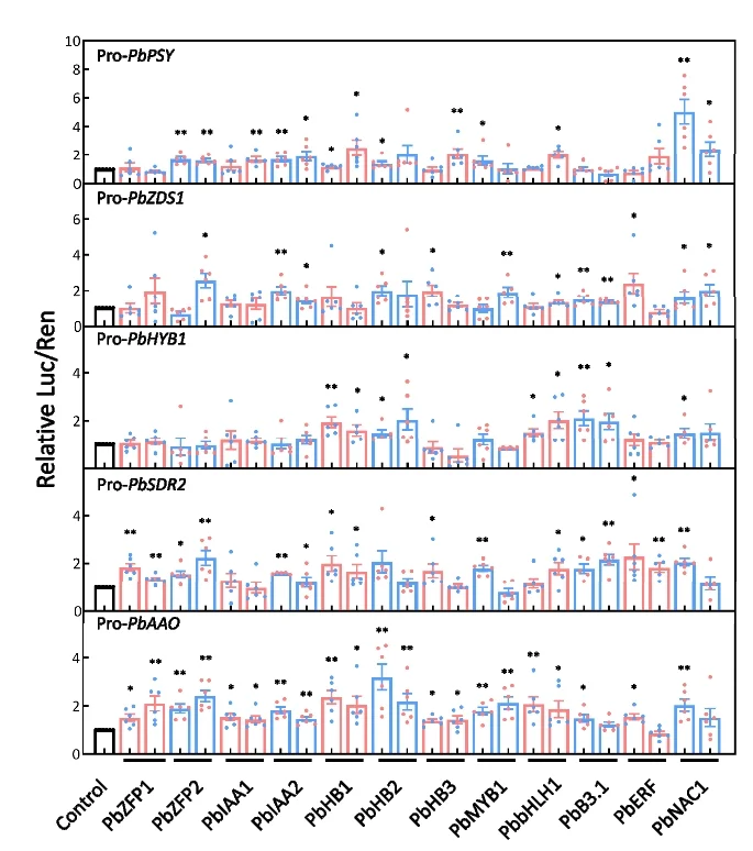 Open access visualization of Bar Plot, Error Bars, Scatter Plot, Dual-Luciferase Assay, Transcription Factors