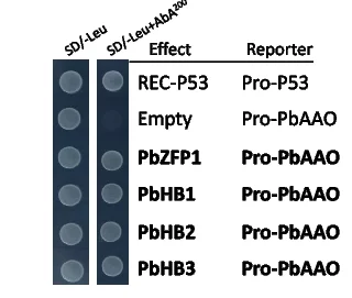 Open access visualization of Gel, Yeast-One-Hybrid Assay, PbZFP1, PbHB1, PbHB2