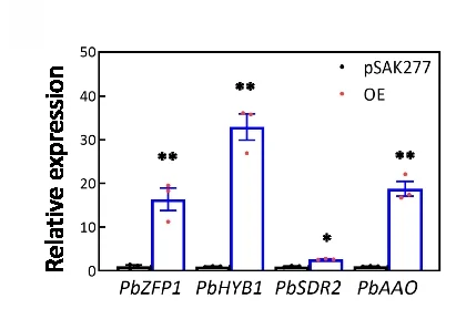 Open access visualization of Bar Plot, Error Bars, qRT-PCR, PbZFP1, PbHYB1