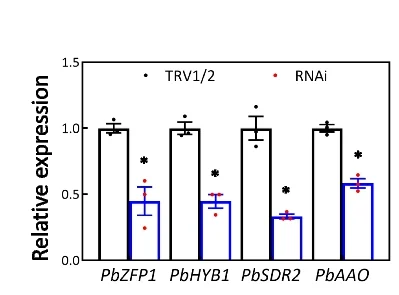 Open access visualization of Bar Plot, Error Bars, qRT-PCR, PbZFP1, PbHYB1