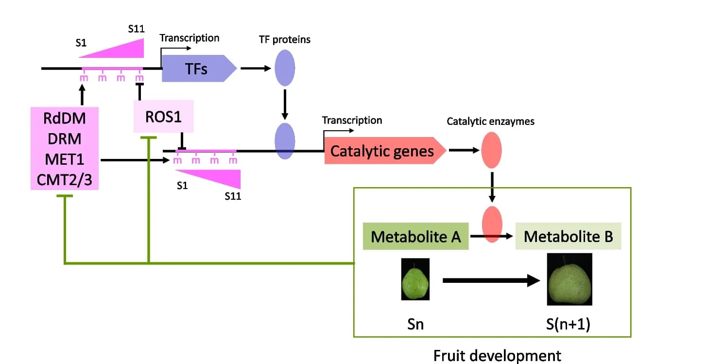 Open access visualization of Workflow, Flowchart, Illustration, DNA Methylation, Molecular Pathway