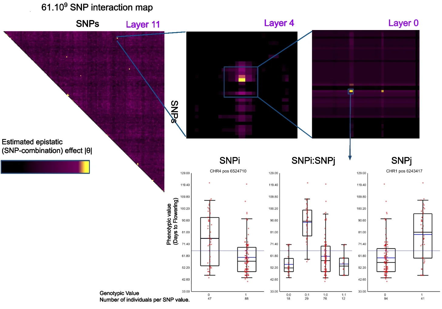 Open access visualization of Heatmap, Box Plot, Scatter Plot, SNP, Flowering Time