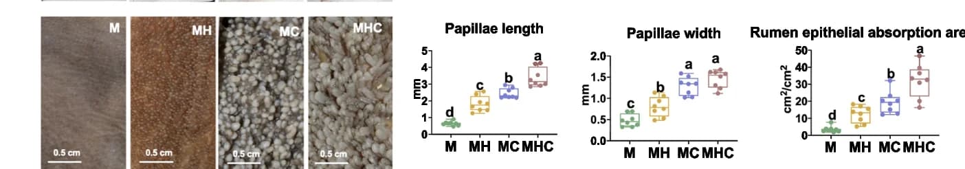 Open access visualization of Photo, Box Plot, Rumen Papillae, Parameters, Pictures