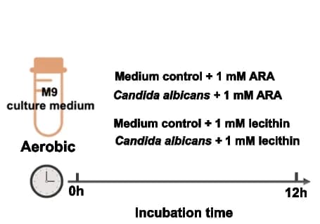 Open access visualization of Workflow, Illustration, Experimental Design, Candida albicans, In Vitro
