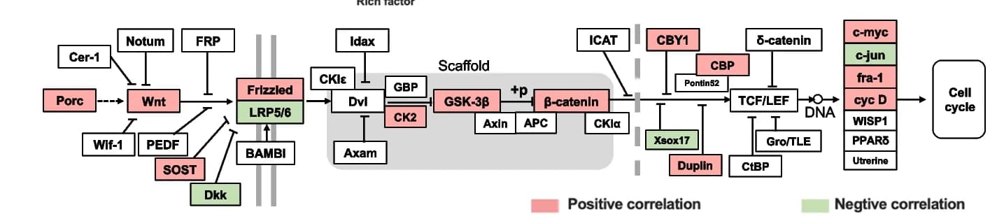 Open access visualization of Pathway, Spearman’s Correlation Analysis, Ruminal Epithelial Thickness, Gene Expression, Wnt/β-catenin Signaling Pathway