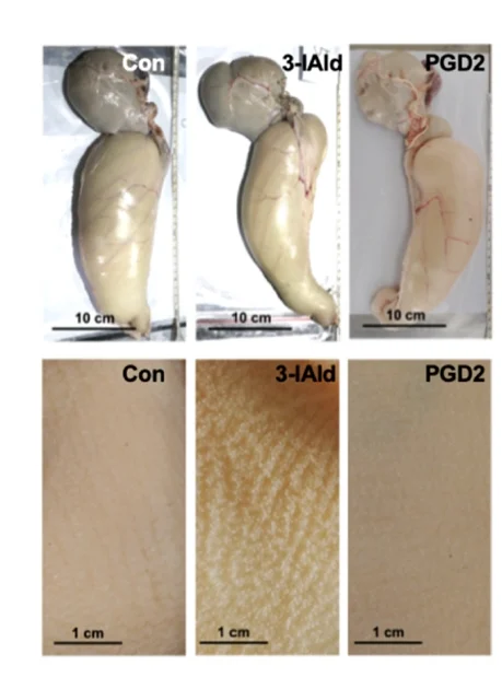 Open access visualization of Photo, Rumen, Epithelia, Lambs