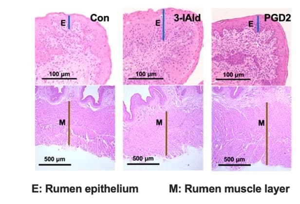 Open access visualization of Microscopy, Hematoxylin and Eosin Staining, Rumen Epithelia, Muscular Layer