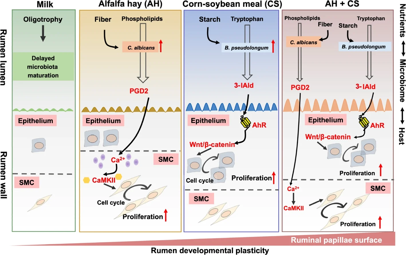 Open access visualization of Workflow, Illustration, Rumen, Epithelial Development, Muscular Development
