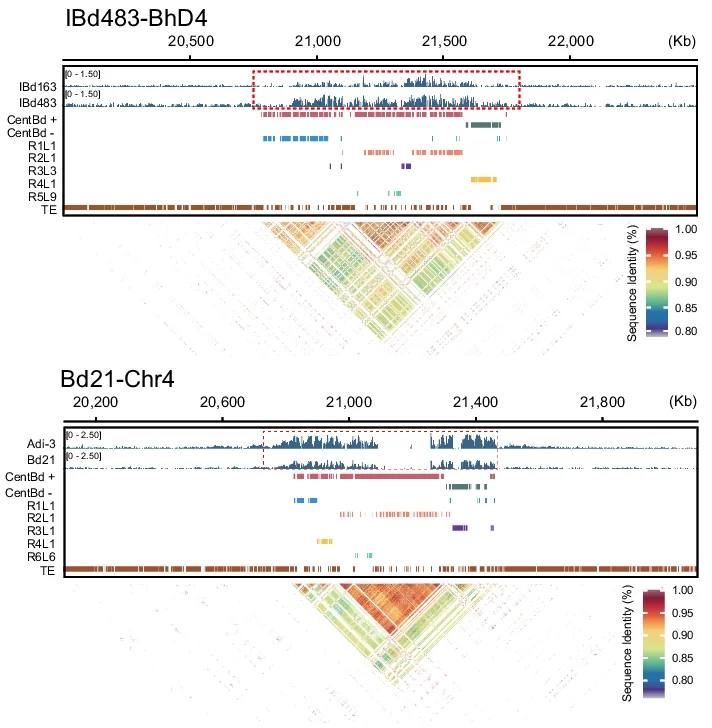 Open access visualization of Heatmap, Bar Plot, CENH3 Enrichment, Brachypodium, Genome Assemblies