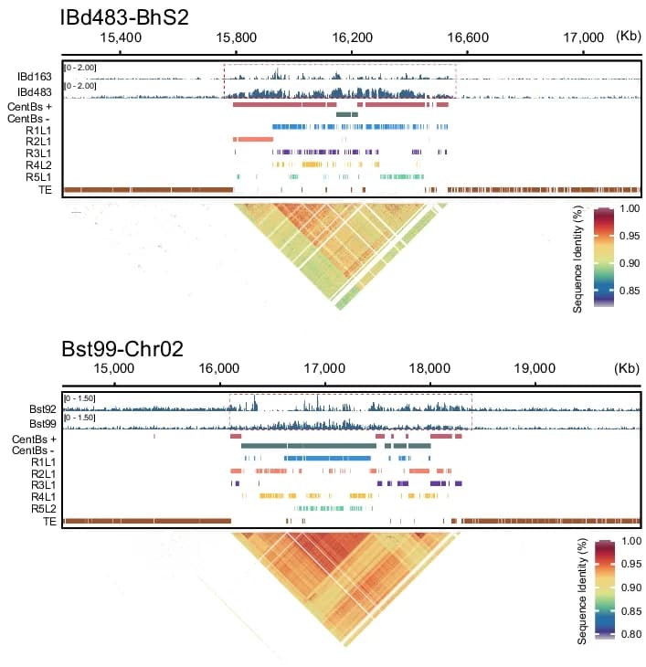 Open access visualization of Heatmap, Bar Plot, CENH3 Enrichment, Centromeres, Genome Assemblies
