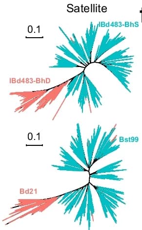 Open access visualization of Network, Phylogenetic Tree, CentBd Repeats, CentBs Repeats, Subgenomes