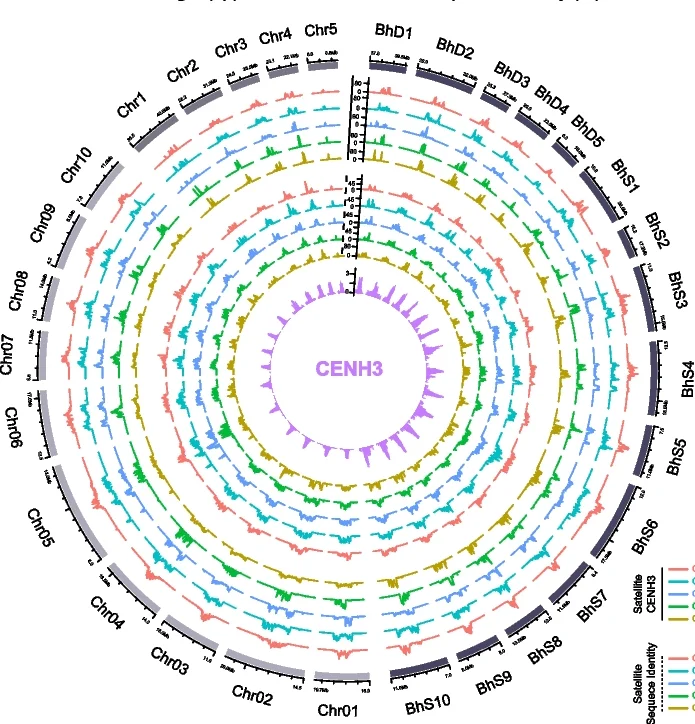 Open access visualization of Line Plot, Density Plot, Circos Plot, CentBd Satellite Density, CentBs Satellite Density