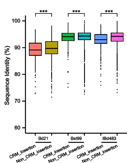 Open access visualization of Box Plot, Sequence Identity, Satellite Repeats, CRM Insertion, Interior Regions