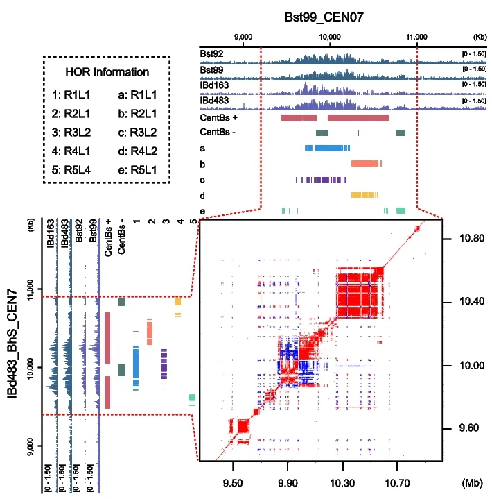 Open access visualization of Heatmap, Line Plot, Bar Plot, CENH3 ChIP-seq, Mapping Coverage