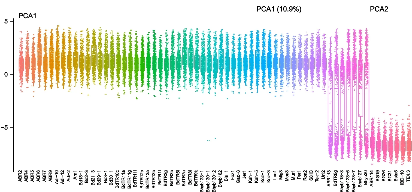 Open access visualization of Box Plot, Scatter Plot, Box plots, PC1 scores, Brachypodium species