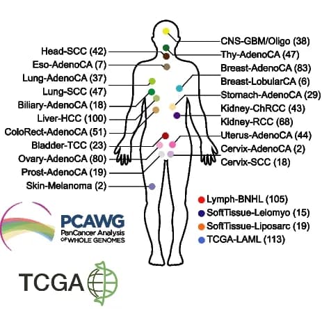 Open access visualization of Illustration, GEMs, Cancer Types, RNA-seq Data, Biliary Adenocarcinoma