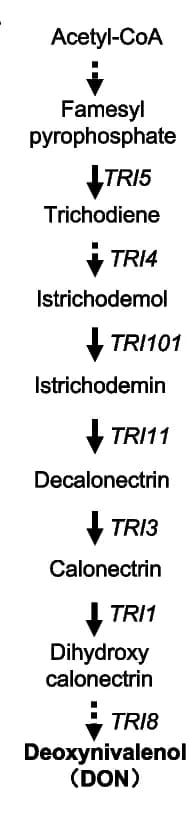 Open access visualization of Workflow, Flowchart, Deoxynivalenol, Biosynthesis Pathway