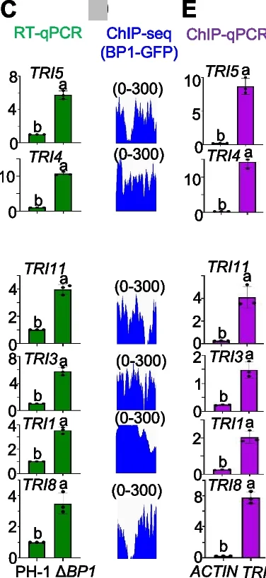 Open access visualization of Bar Plot, Error Bars, Line Plot, Density Plot, BP1-GFP