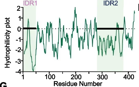 Open access visualization of Line Plot, Hydrophilicity Plot, BP1, ProtScale