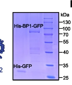 Open access visualization of Gel, Coomassie Brilliant Blue Staining, Recombinant Protein, His-GFP, His-BP1-GFP
