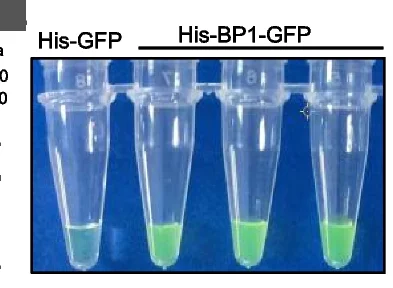 Open access visualization of Photo, Turbidity Visualization, Recombinant Protein, His-GFP, His-BP1-GFP