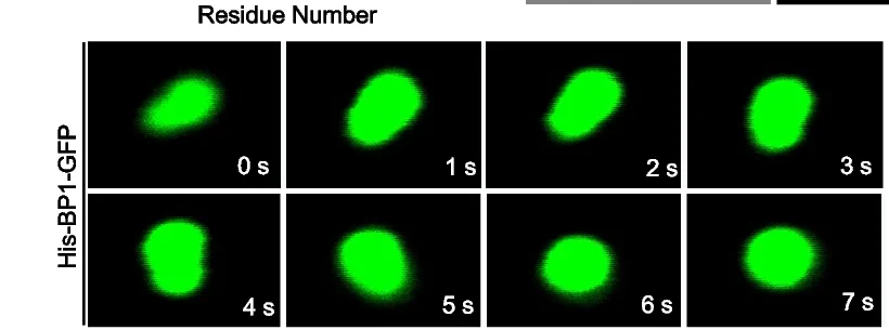 Open access visualization of Microscopy, Confocal Micrographs, His-BP1-GFP, Droplets, Phase Separation