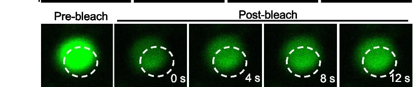 Open access visualization of Microscopy, Phase-Separated, His-BP1-GFP, Droplets, FRAP