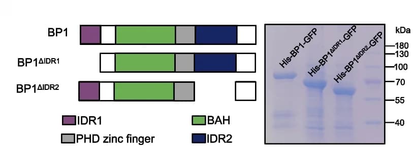 Open access visualization of Gel, Illustration, IDR-Deletion BP1 Variants, Coomassie Brilliant Blue Staining, Recombinant Proteins
