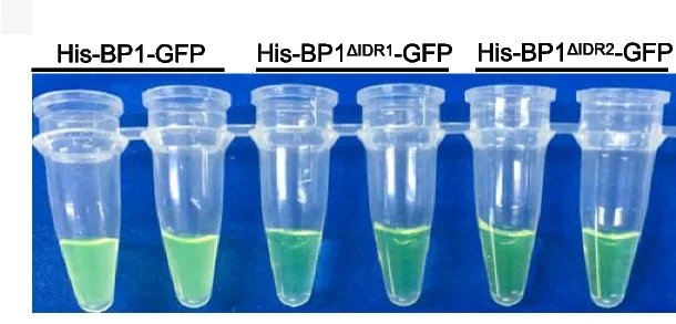 Open access visualization of Gel, Turbidity Assessment, Recombinant Proteins, His-BP1-GFP, His-BP1 ΔIDR1 -GFP