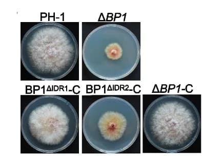 Open access visualization of Photo, Vegetative Growth Phenotypes, Wild-Type PH-1, Δ BP1, Complementation Strains