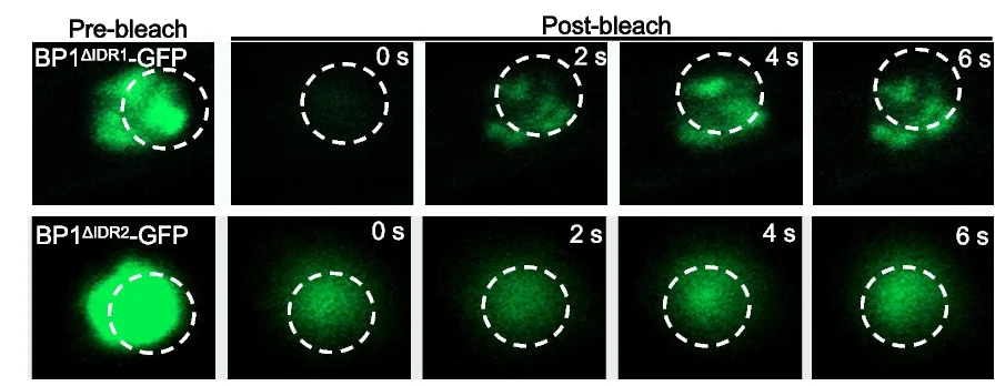 Open access visualization of Microscopy, BP1 ΔIDR1 -GFP Nuclear Puncta, BP1 ΔIDR2 -GFP Diffuse Nuclear Localization, FRAP Experiments, Confocal Microscopy