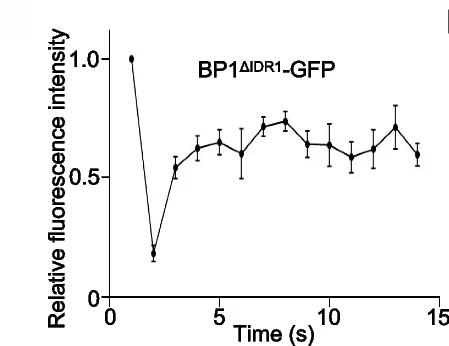 Open access visualization of Line Plot, Error Bars, Quantification, BP1 ΔIDR1 -GFP, Fluorescence Intensity