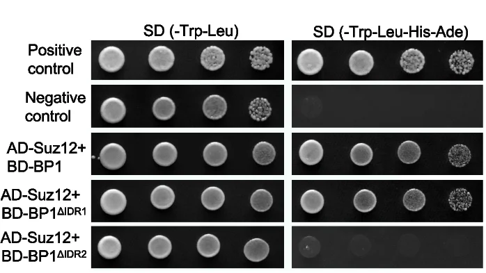 Open access visualization of Gel, Yeast Two-Hybrid Assay, PRC2, BP1, Suz12