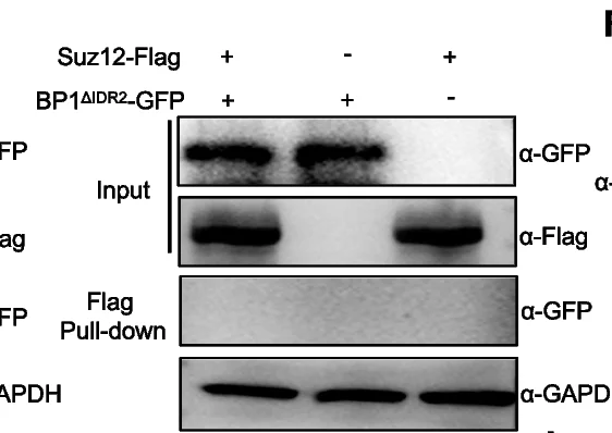 Open access visualization of Gel, Co-Immunoprecipitation, Protein Interaction, BP1, IDR Deletion Variants