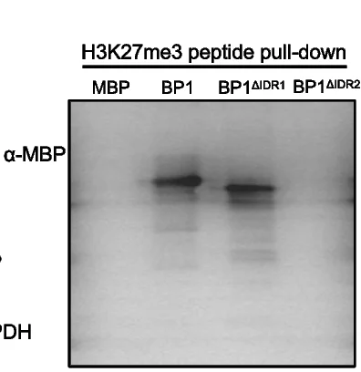 Open access visualization of Gel, Peptide Pull-Down Assay, H3K27me3, MBP-BP1, IDR Deletion Variants