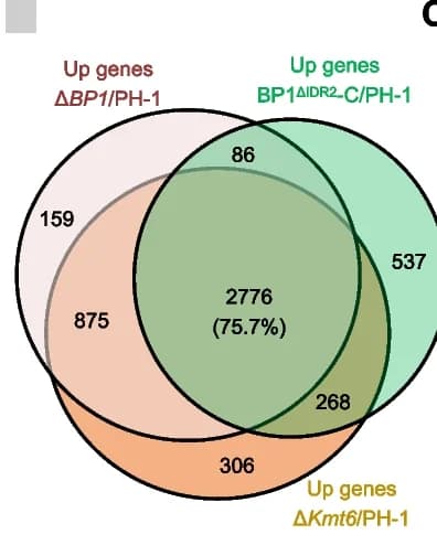 Open access visualization of Venn Diagram, Upregulated Genes, BP1, Kmt6