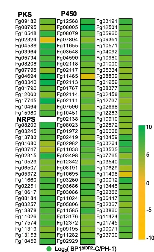 Open access visualization of Heatmap, Transcriptional Changes, Secondary Metabolism, Biosynthesis Genes, PKSs