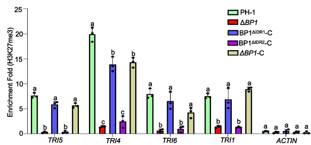 Open access visualization of Bar Plot, Error Bars, Clustered, ChIP-qPCR, H3K27me3