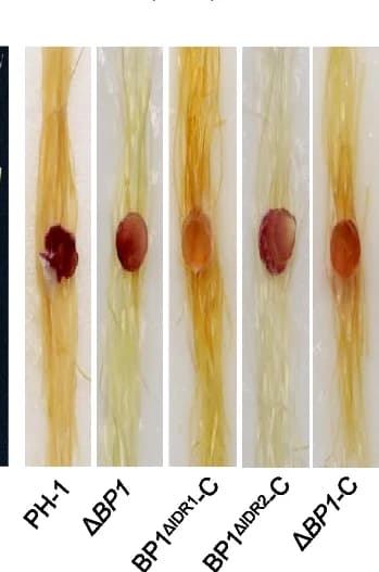 Open access visualization of Photo, Pathogenicity, F. graminearum, Wild-type, Mutant Strains