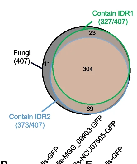 Open access visualization of Venn Diagram, IDR, BP1 Orthologs, Fungi, Proteins