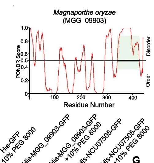 Open access visualization of Line Plot, IDR, Magnaporthe oryzae, MGG_09903, Database