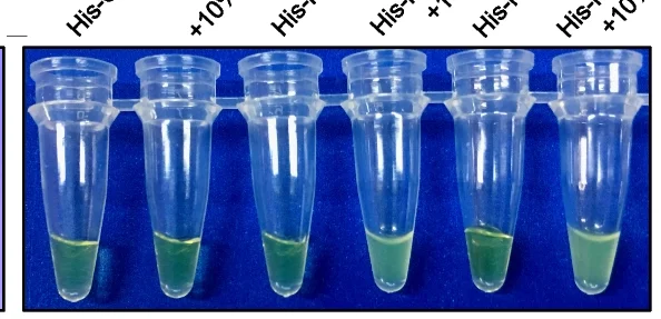 Open access visualization of Gel, Turbidity Assay, His-MGG_09903-GFP, His-NCU07505-GFP, Recombinant Proteins