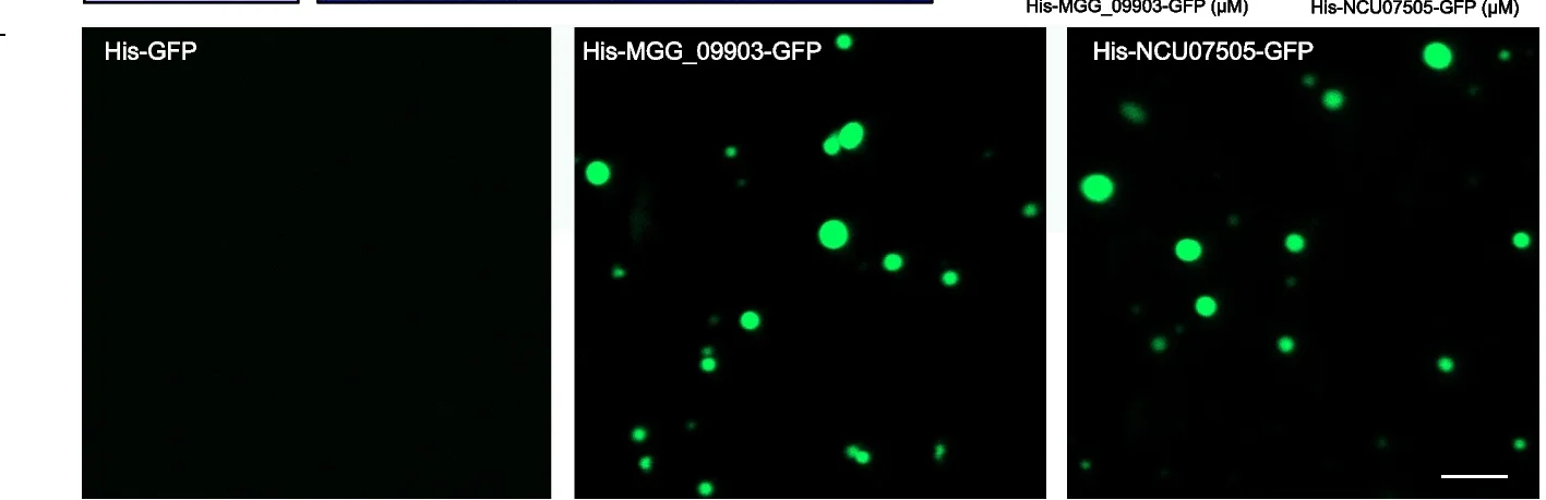 Open access visualization of Microscopy, Micrographs, His-MGG_09903-GFP, His-NCU07505-GFP, Protein Preparations