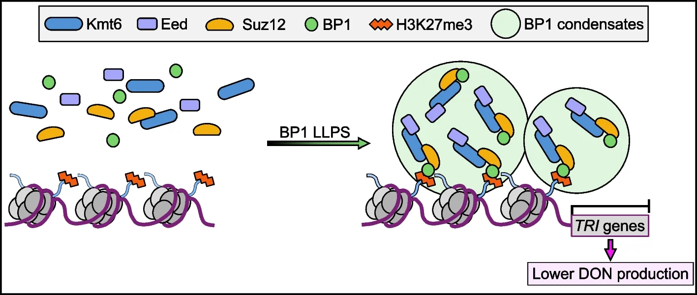 Open access visualization of Workflow, Illustration, BP1, Phase Separation, Transcriptional Repression