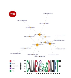 Open access visualization of Network, CDR3 Amino Acid Sequence Similarity Network, Amino Acid Motif, Meta-clone, TRG Chain